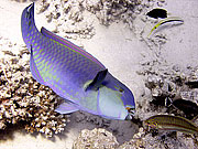 Picture 'Eg2_0_2404 Parrotfish, Egypt'